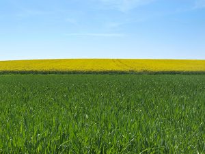 Sonnenschein für die Seele, lichte Wolken für die Träume, Regentage für die Muße. Foto: Goede