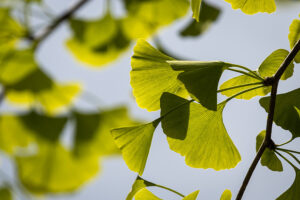 ginkgo biloba - Foto von Uwe Nake von Pexels