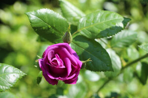 „Sie lebte von der Rose“, Foto: Hans-Martin Goede