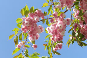 Maiblüten, Foto: Hans-Martin Goede