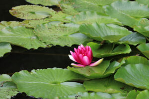 Seerose (Foto: GOEDE)