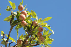 Apfelbaum, Foto GOEDE