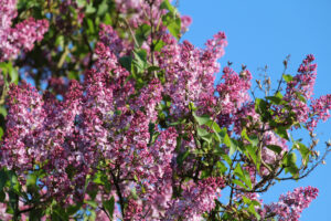 Frühlingsblüte - Foto Hans-Martin Goede