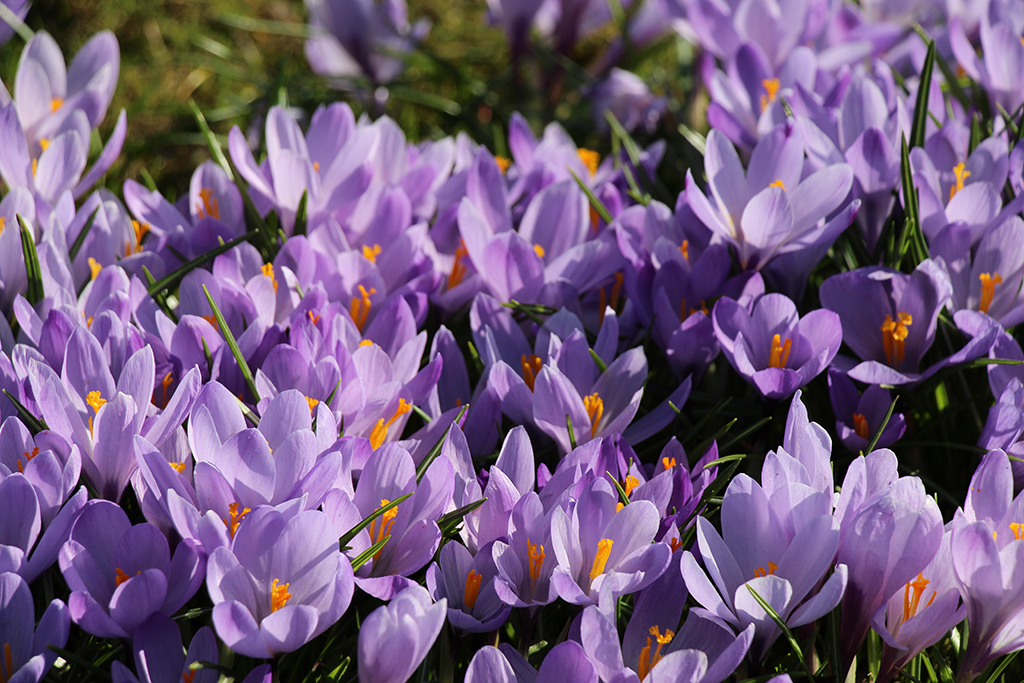 Krokusblüte im Frühling, Foto © Hans-Martin Goede